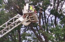 Realiza Bomberos poda de árboles en la Ciudad capital