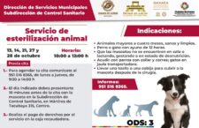 En octubre, brindará Ayuntamiento de Oaxaca servicio de esterilización canina y felina